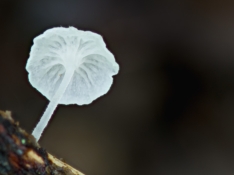 Hemimycena pseudocrispula